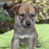 Kim Possible Pup - Spencer Fox photo 2