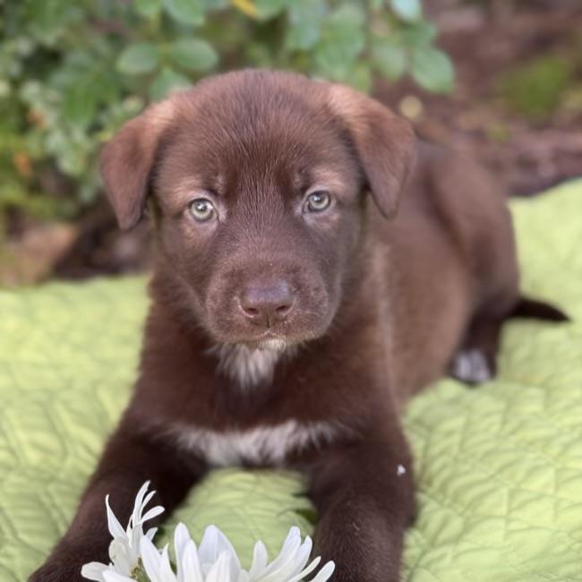 Kim Possible Pup - Monkey Fist