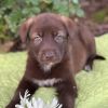 Kim Possible Pup - Monkey Fist photo 1
