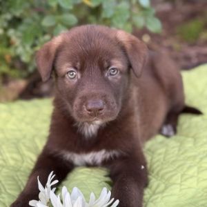 Kim Possible Pup - Monkey Fist, Baby Male Labrador Retriever