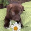 Kim Possible Pup - Monkey Fist photo 2