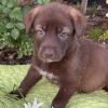Kim Possible Pup - Monkey Fist photo 3