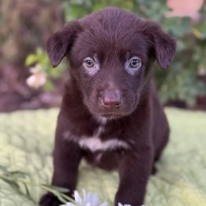 Kim Possible Pup - Monique, Baby Female Labrador Retriever