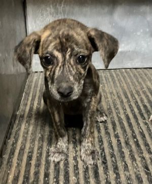 Bindy Girl, Baby Female Mountain Cur