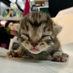 Clover, Baby Female Domestic Short Hair