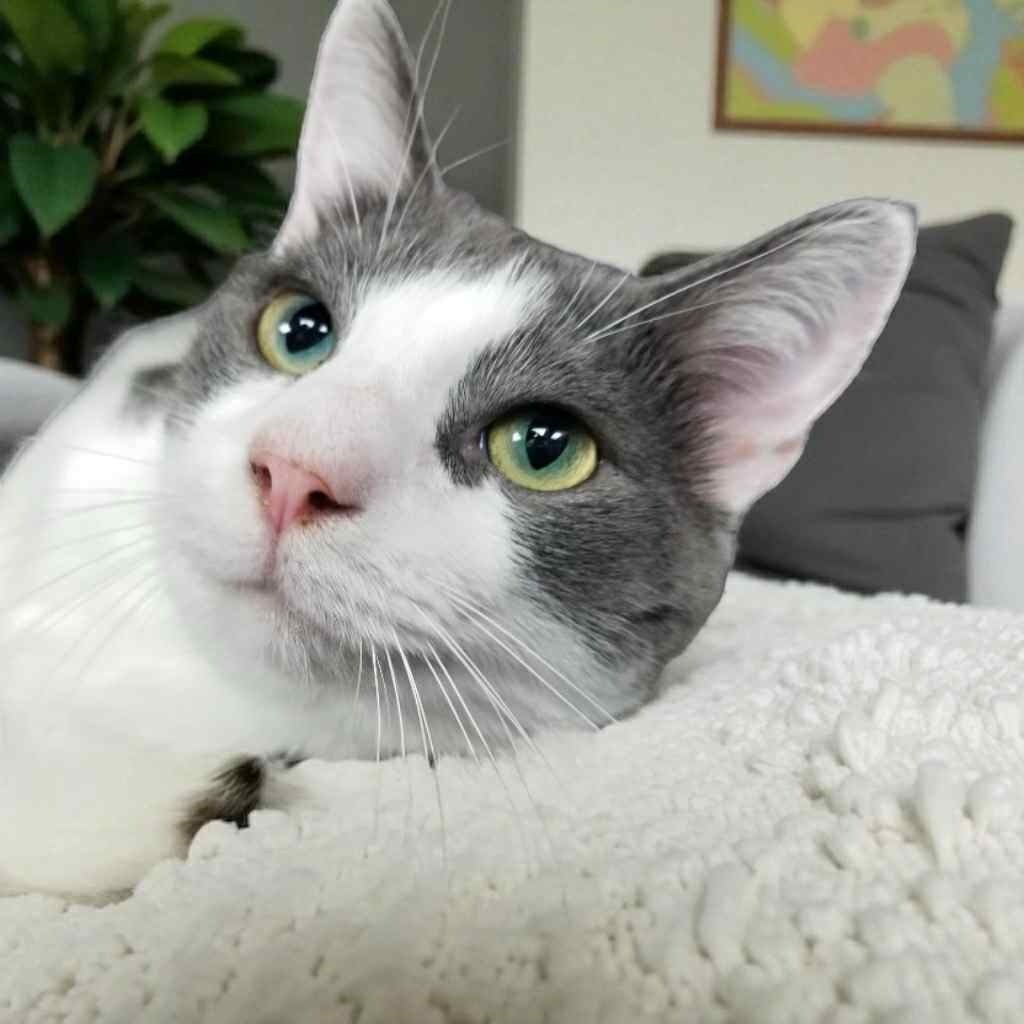 Libby