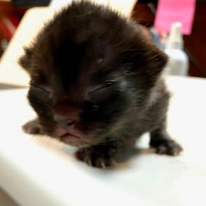 Basil, Baby Female Domestic Short Hair