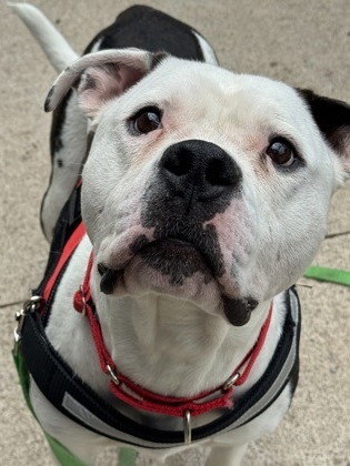 Chance, an adoptable Fox Terrier, Mixed Breed in Rhinelander, WI, 54501 | Photo Image 1