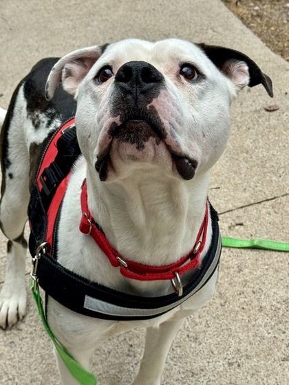 Chance, an adoptable Fox Terrier, Mixed Breed in Rhinelander, WI, 54501 | Photo Image 3
