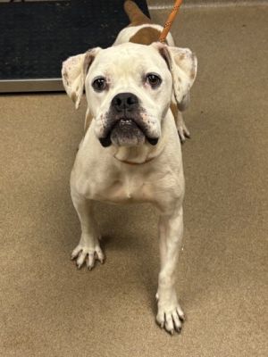 Chloe Mixed Breed Dog
