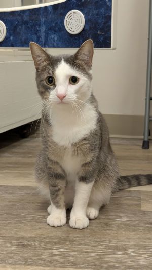 Rocco, Adult Male Domestic Short Hair