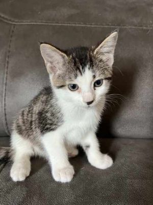 Tough, Baby Female Domestic Short Hair