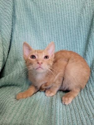 Scorch, Baby Male Domestic Short Hair