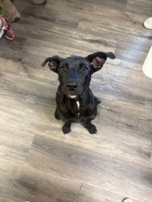 BamBam, Baby Female Mixed Breed