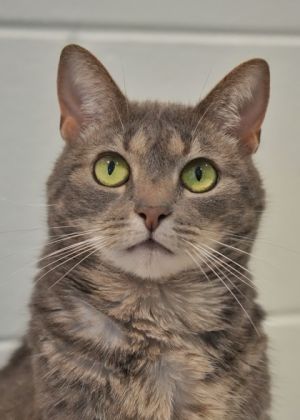Ocean is a super friendly affectionate girl who loves attention-and riding around on your shoulders