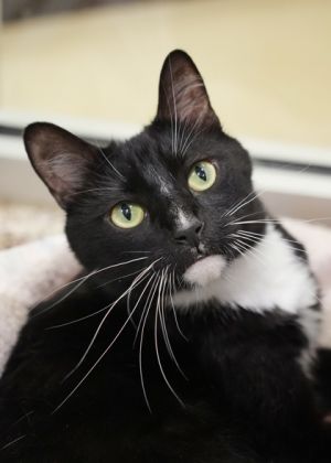 Sylvester is a playful feisty cat with a strong personality He can be finicky with other cats and 