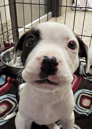 Star 58105 Mixed Breed Dog