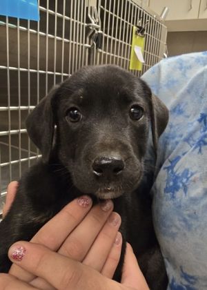 Lava Cake 57558 Mixed Breed Dog