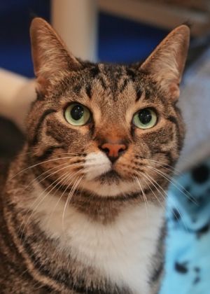 Awol lost his home after 8 years through no fault of his own Hes shy at first but once he