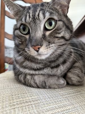 Theo, Adult Male Domestic Short Hair