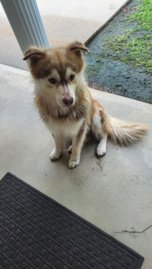 Flap Jack Murray, Young Male Australian Shepherd