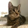 Paco #bold-adventurer photo 1