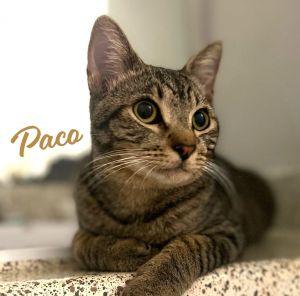 Paco #bold-adventurer, Young Male Tabby