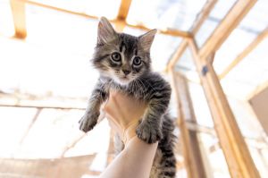 Baby Louie, Baby Male Tabby