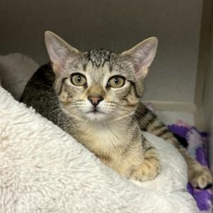 Emma, Young Female Domestic Short Hair