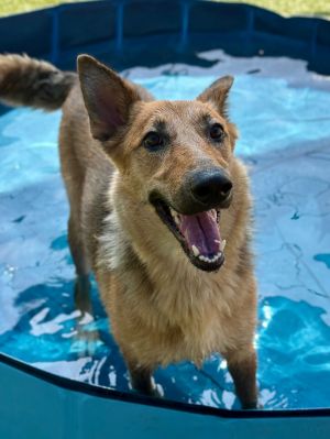 TINKERBELLE, Adult Female German Shepherd Dog