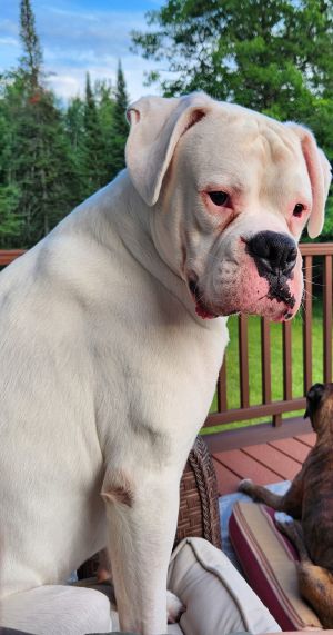 Alfie, Adult Male Boxer