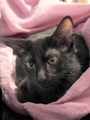 Serenity, Baby Female Domestic Long Hair