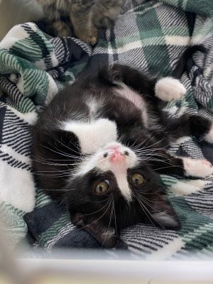 25-16 &#34;P&#34; Dot, Baby Female Domestic Short Hair