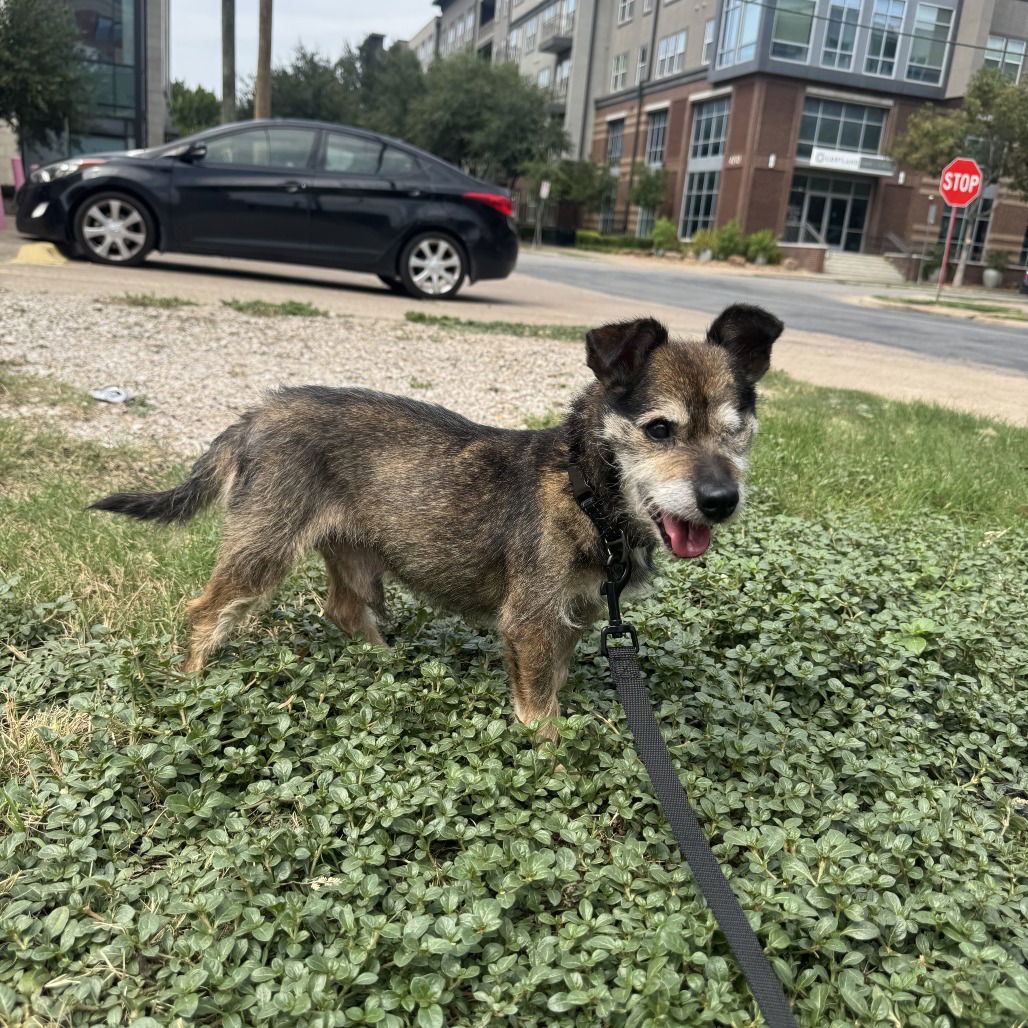 Jenkins, an adoptable Schnauzer in Dallas, TX, 75219 | Photo Image 1