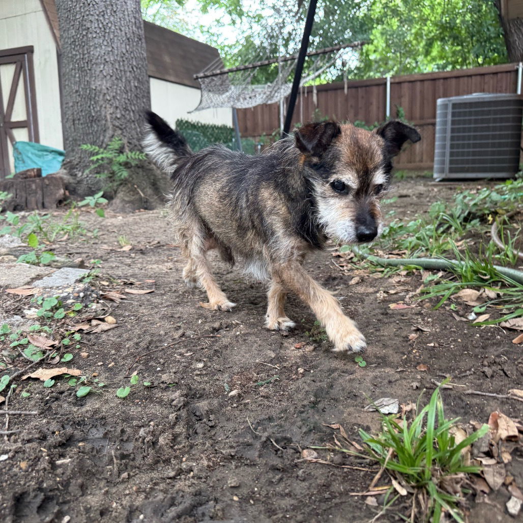 Jenkins, an adoptable Schnauzer in Dallas, TX, 75219 | Photo Image 2