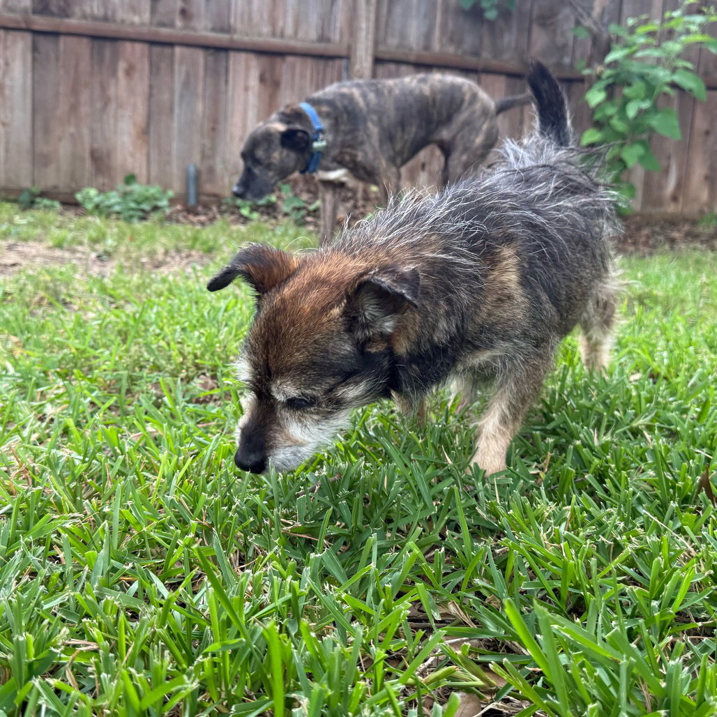 Jenkins, an adoptable Schnauzer in Dallas, TX, 75219 | Photo Image 3