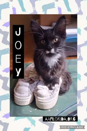 Joey, Young Male Domestic Medium Hair