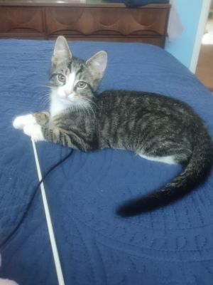 Cadbury, Baby Male Domestic Short Hair