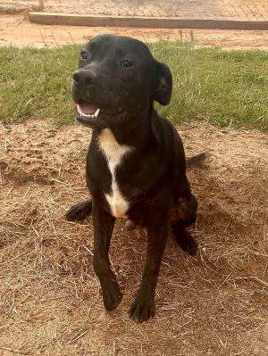 Inky, Baby Male Mixed Breed