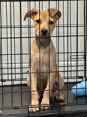 Bo, Baby Male Hound