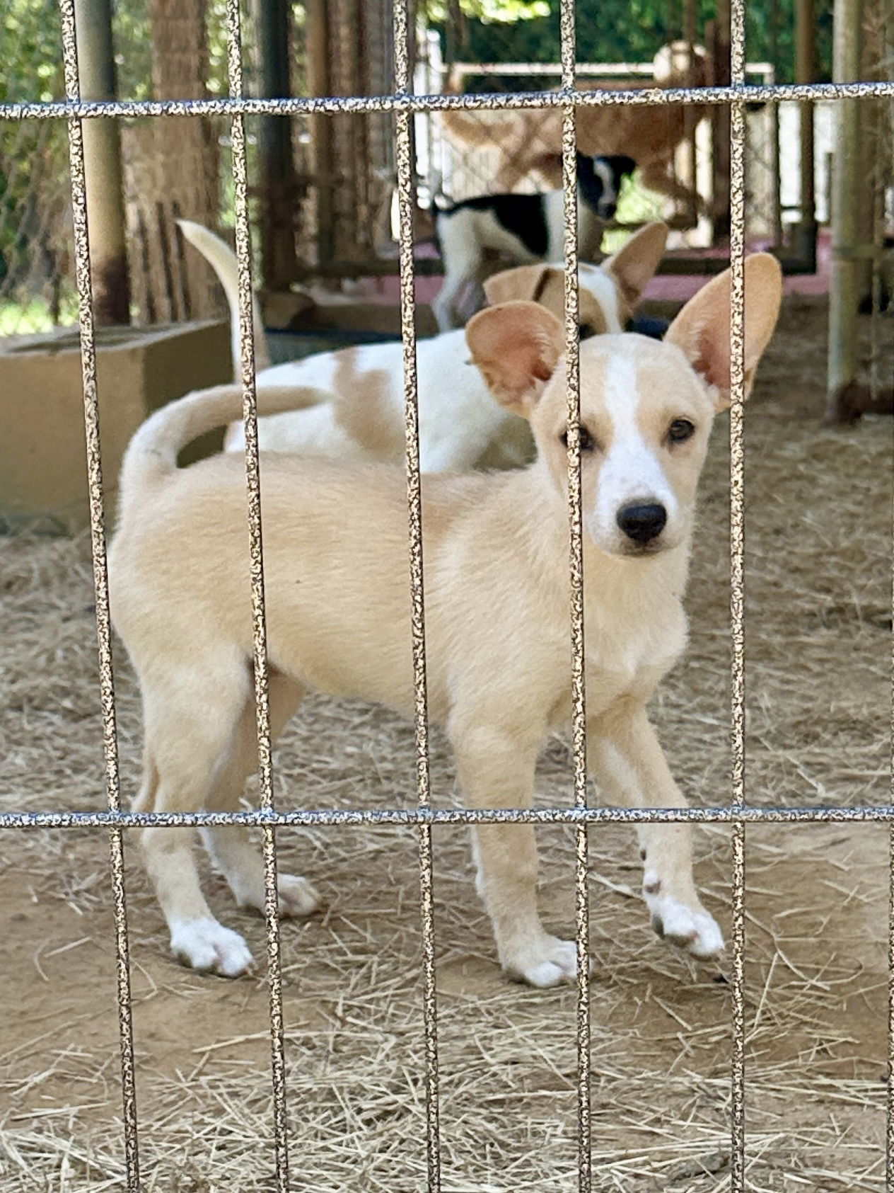Lilly, an adoptable Feist in Eastman, GA, 31023 | Photo Image 1