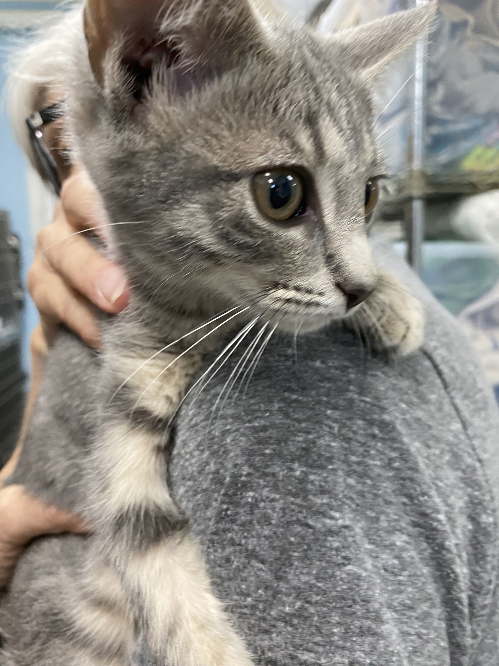Ruby - At shelter