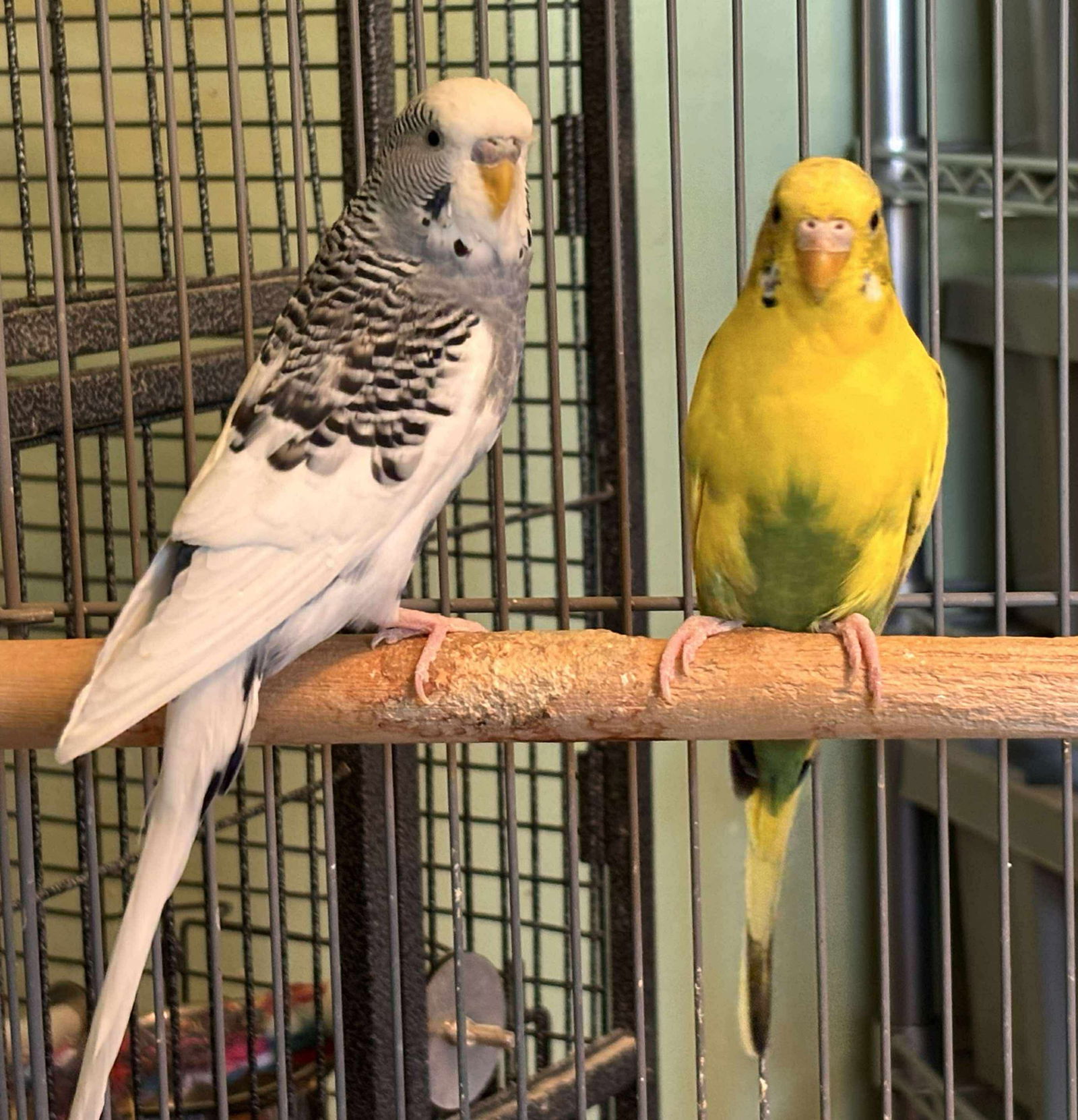 Barney and Homer: Not At shelter (Barbe)