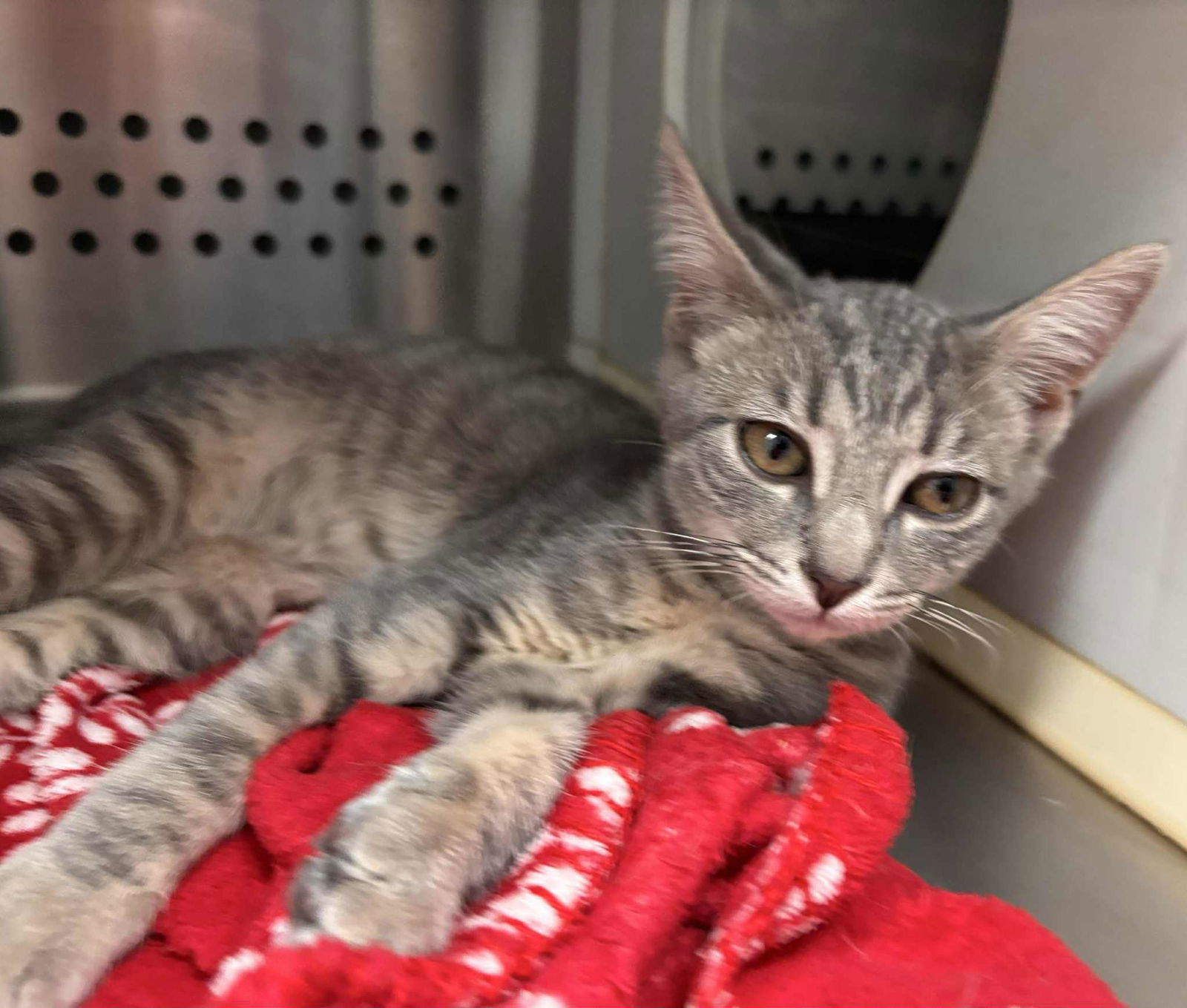 Lilly - At shelter
