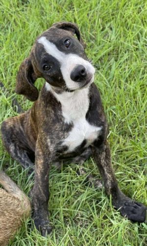 Parker, Baby Male Catahoula Leopard Dog