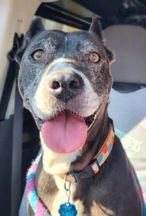 Sheet Shang, Adult Female Pit Bull Terrier