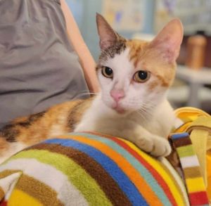 Calla Zante, Adult Female Calico