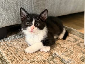 Melody is sweetheart with a soft loving soul Shes the kind of kitten who will curl up beside you 