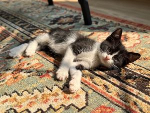 Melody Domestic Short Hair Cat