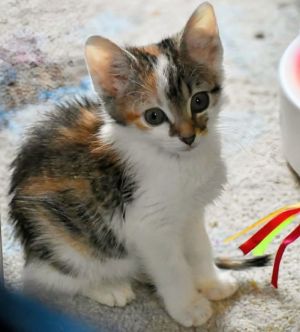 Poppy Calico Cat